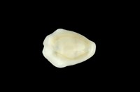 藏品(黃寶螺)的圖片